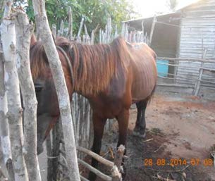 Cuba Independiente y Democrática- Convivir con caballos, moscas y orines_Page_2_Image_0003